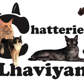 Chatterie de LHAVIYANI