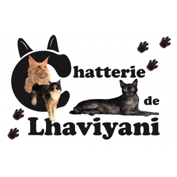 Chatterie de LHAVIYANI : élevage de chat Lykoi chat-et-chaton.com