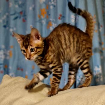 Babylon de Griff D'Elite Mâle Toyger