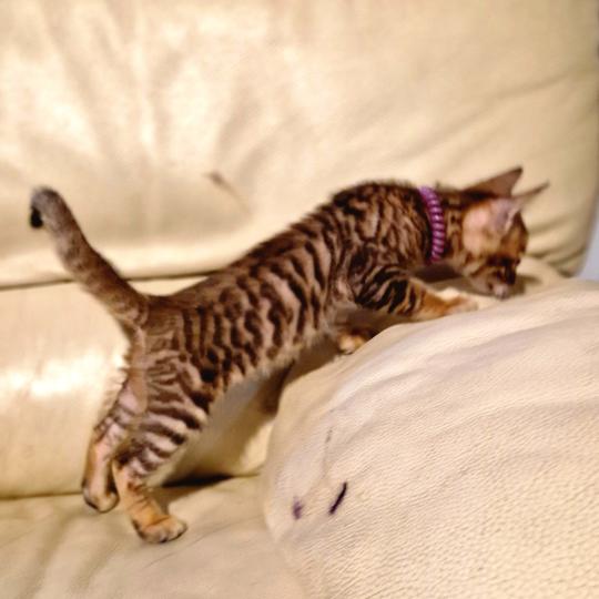 Bagheera de Griff D'Elite Mâle Toyger