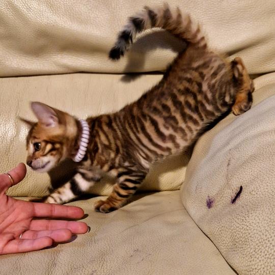 Bentley de Griff D'Elite Mâle Toyger