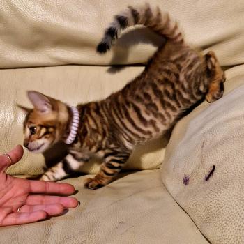 Bentley de Griff D'Elite Mâle Toyger