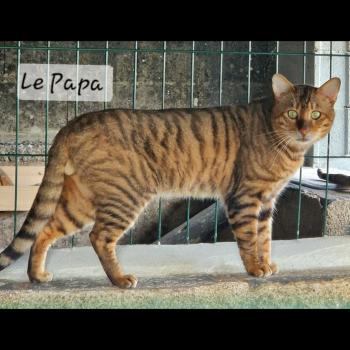 Tom Mâle Toyger