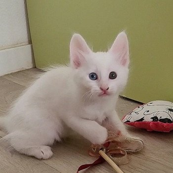 Ankara de la Mosquée Bleue Femelle Angora turc