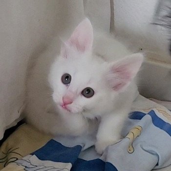 Antalya de la Mosquée Bleue Femelle Angora turc