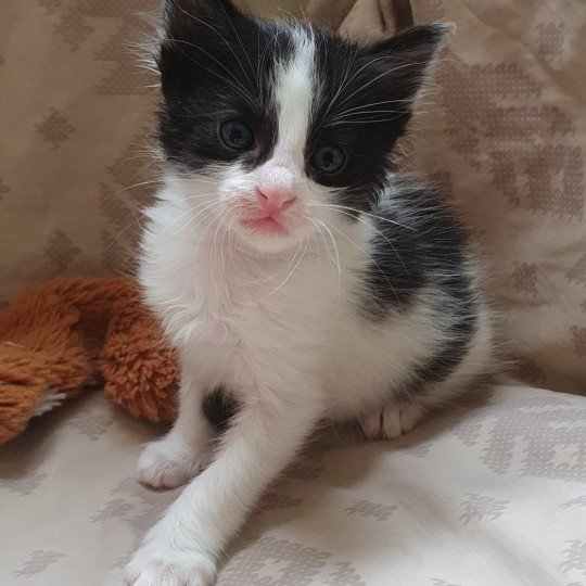 طازج شاغر الأول Cat Angora Turk A Vendre A Dans Natural Soap Directory Org