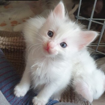 Rhapsodie De La Mosquee Bleue Chat Angora Turc A Vendre