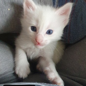 Metar Izdestilirati Mona Lisa Cat Angora Turk A Vendre A Dans Goldstandardsounds Com