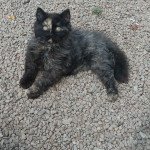 Tanisha British Sunshine British Sunshine Femelle Selkirk Rex Longhair Tanisha British Sunshine British Sunshine Femelle Selkirk Rex Longhair