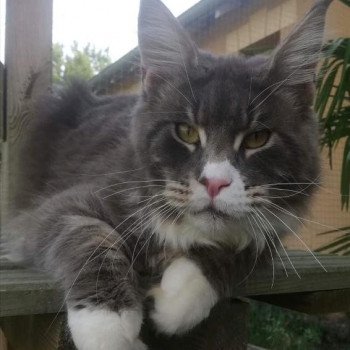 Sharly Mâle Maine coon