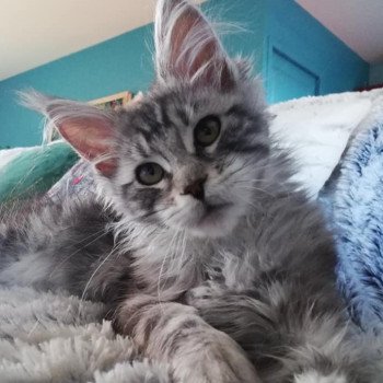 Misterandmisses Summer Femelle Maine coon
