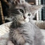 Misterandmisses THUNDER Mâle Maine coon Misterandmisses THUNDER Mâle Maine coon