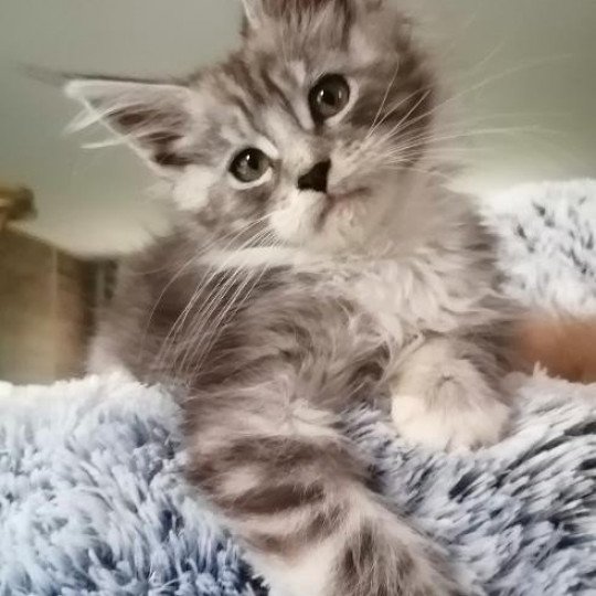 chaton Maine coon black smoke bicolor TIXIE Chatterie Misterandmisses black smoke & blanc