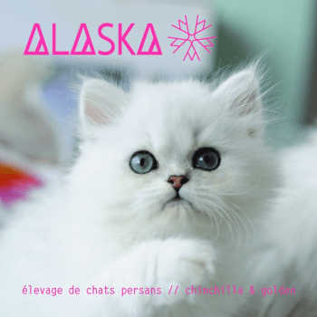 Chatterie Alaska Elevage De Chat Persan Chat Et Chaton Com