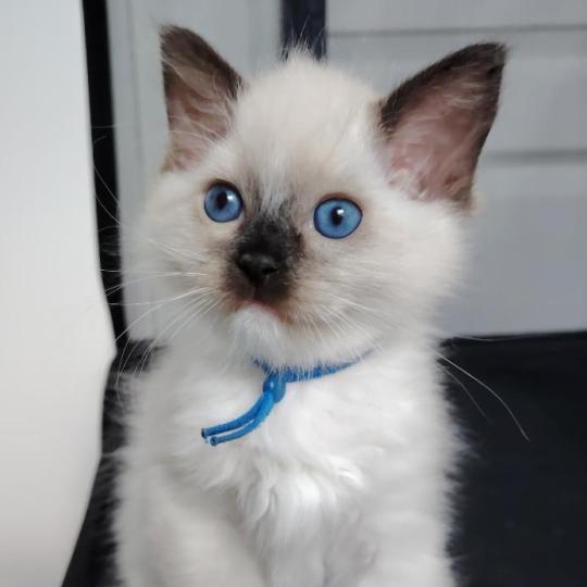 Balian Jaffa Des 3 Pas d'Ottiwa Mâle Ragdoll