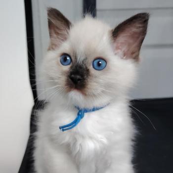 Balian Jaffa Des 3 Pas d'Ottiwa Mâle Ragdoll
