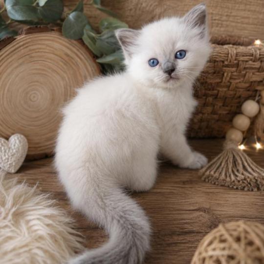 chaton Ragdoll blue point Bella Diva Des 3 Pas d'Ottiwa blue point