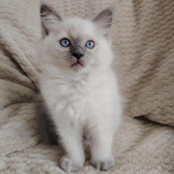 Bella Diva Des 3 Pas d'Ottiwa Femelle Ragdoll