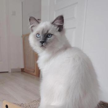Bella Diva Des 3 Pas d'Ottiwa Femelle Ragdoll