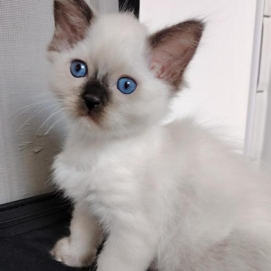 chaton Ragdoll seal point Bilbon Des 3 Pas d'Ottiwa seal point