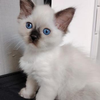 Bilbon Moria Des 3 Pas d'Ottiwa Mâle Ragdoll