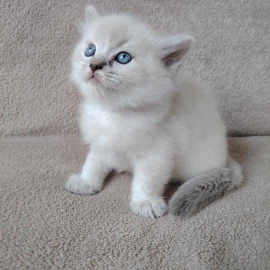 chaton Ragdoll blue tabby point Bohemian Rhapsodya Des 3 Pas d'Ottiwa blue tabby point