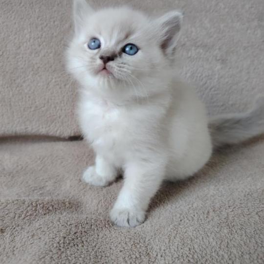 chaton Ragdoll blue tabby point Bohemian Rhapsodya Des 3 Pas d'Ottiwa blue tabby point