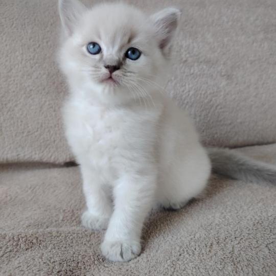 chaton Ragdoll blue tabby point Bohemian Rhapsodya Des 3 Pas d'Ottiwa blue tabby point