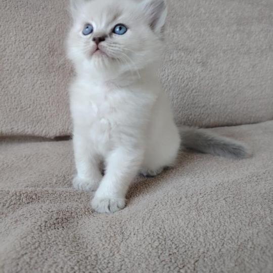 chaton Ragdoll blue tabby point Bohemian Rhapsodya Des 3 Pas d'Ottiwa blue tabby point