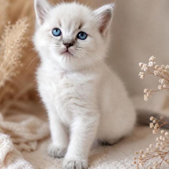 chaton Ragdoll blue tabby point Bohemian Rhapsodya Des 3 Pas d'Ottiwa blue tabby point