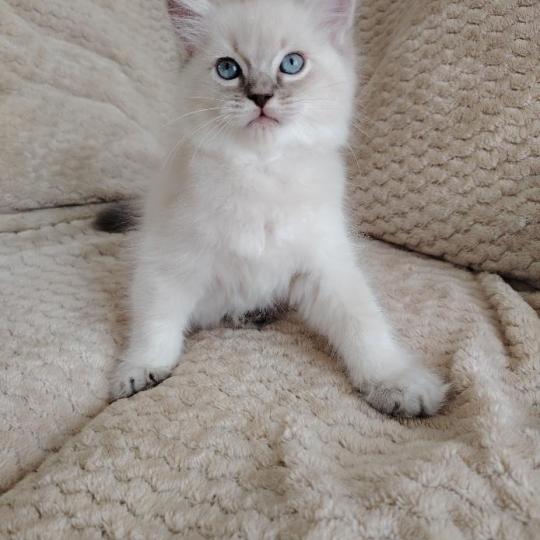 chaton Ragdoll blue tabby point Bohemian Rhapsodya Des 3 Pas d'Ottiwa blue tabby point