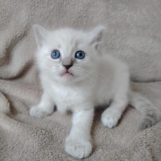 chaton Ragdoll blue tabby point Boromir Roha Des 3 Pas d'Ottiwa blue tabby point