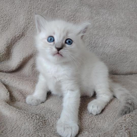 chaton Ragdoll blue tabby point Boromir Roha Des 3 Pas d'Ottiwa blue tabby point