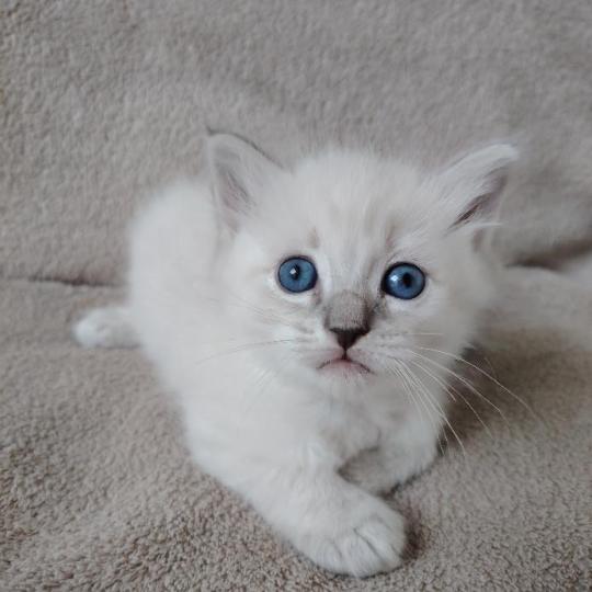 chaton Ragdoll blue tabby point Boromir Roha Des 3 Pas d'Ottiwa blue tabby point