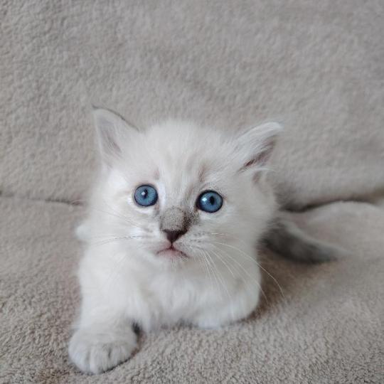 chaton Ragdoll blue tabby point Boromir Roha Des 3 Pas d'Ottiwa blue tabby point