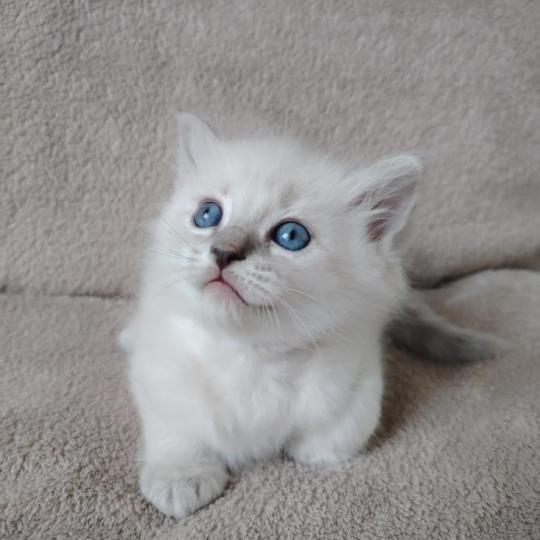 chaton Ragdoll blue tabby point Boromir Roha Des 3 Pas d'Ottiwa blue tabby point