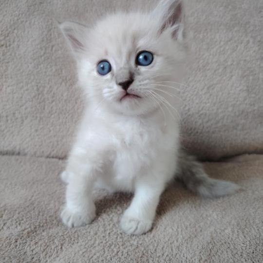chaton Ragdoll blue tabby point Boromir Roha Des 3 Pas d'Ottiwa blue tabby point