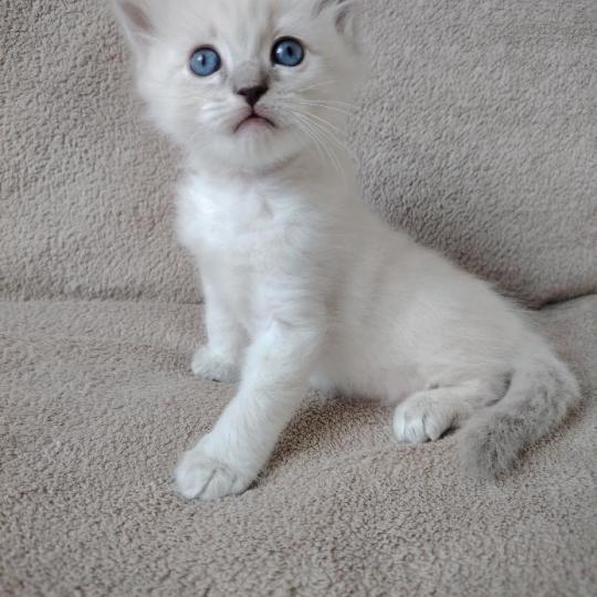 chaton Ragdoll blue tabby point Boromir Roha Des 3 Pas d'Ottiwa blue tabby point