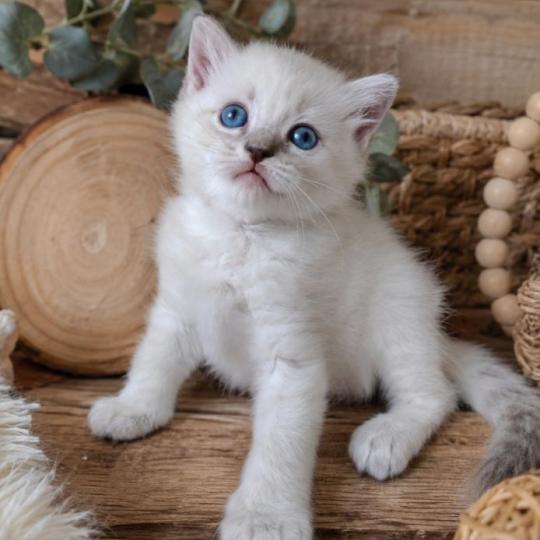 chaton Ragdoll blue tabby point Boromir Roha Des 3 Pas d'Ottiwa blue tabby point