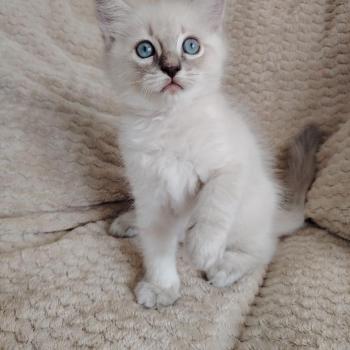 Boromir Roha Des 3 Pas d'Ottiwa Mâle Ragdoll