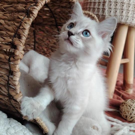 chaton Ragdoll blue tabby point Boromir Roha Des 3 Pas d'Ottiwa blue tabby point