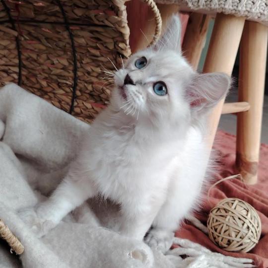 chaton Ragdoll blue tabby point Boromir Roha Des 3 Pas d'Ottiwa blue tabby point