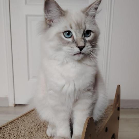 chaton Ragdoll blue tabby point Boromir Roha Des 3 Pas d'Ottiwa blue tabby point