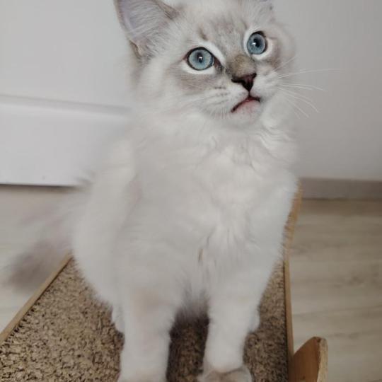 chaton Ragdoll blue tabby point Boromir Roha Des 3 Pas d'Ottiwa blue tabby point