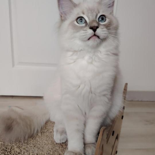 chaton Ragdoll blue tabby point Boromir Roha Des 3 Pas d'Ottiwa blue tabby point