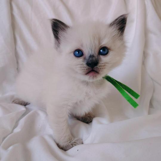 chaton Ragdoll blue point Brienne Lagartha Des 3 Pas d'Ottiwa blue point