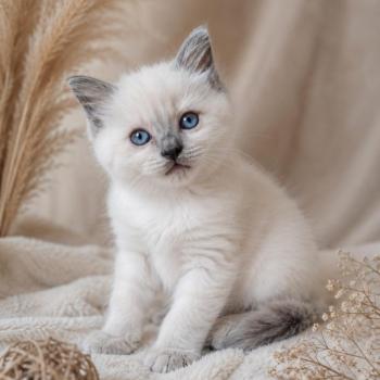 Brienne Lagertha Des 3 Pas d'Ottiwa Femelle Ragdoll
