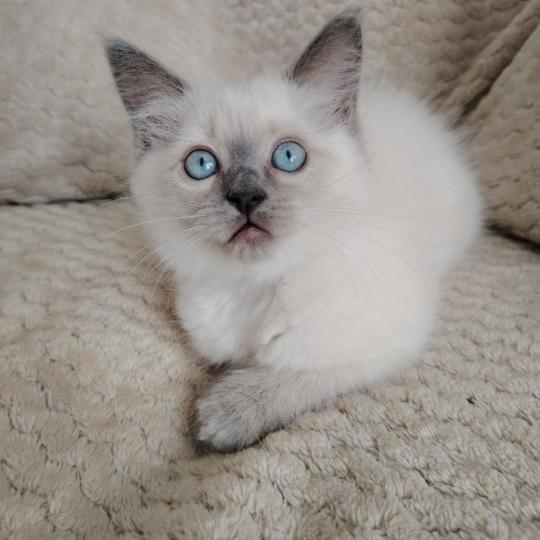 chaton Ragdoll blue point Brienne Lagertha Des 3 Pas d'Ottiwa blue point