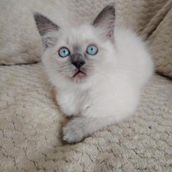 Brienne Lagertha Des 3 Pas d'Ottiwa Femelle Ragdoll