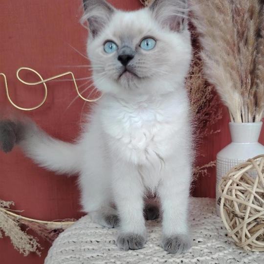 chaton Ragdoll blue point Brienne Lagertha Des 3 Pas d'Ottiwa blue point